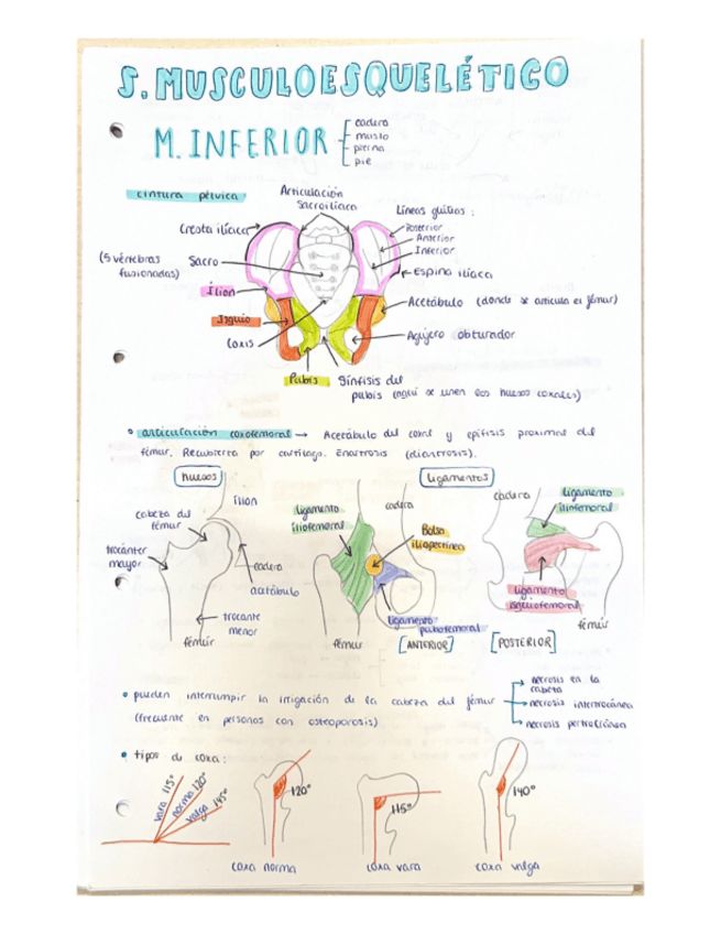 Miniatura del documento musculoesqueletico-m.-inferior.pdf
