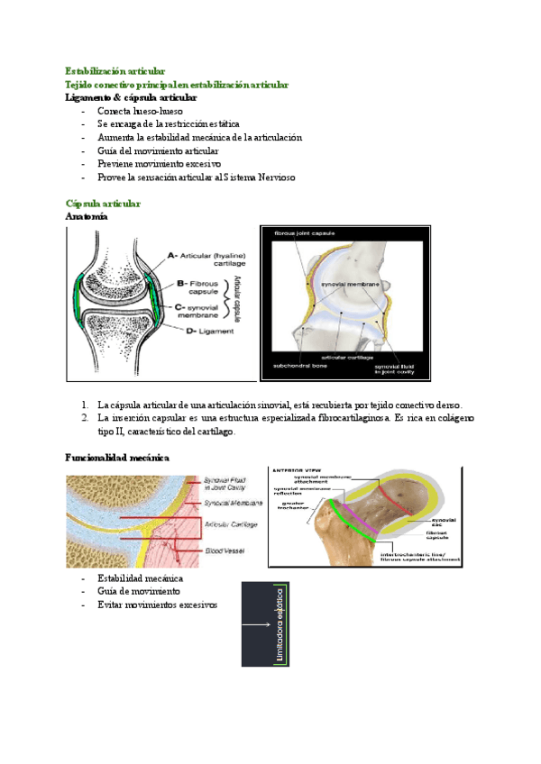 Miniatura del documento Biomecanica-de-los-tejidos-tendon-y-ligamentoMarie-Carmen-Valenza.pdf