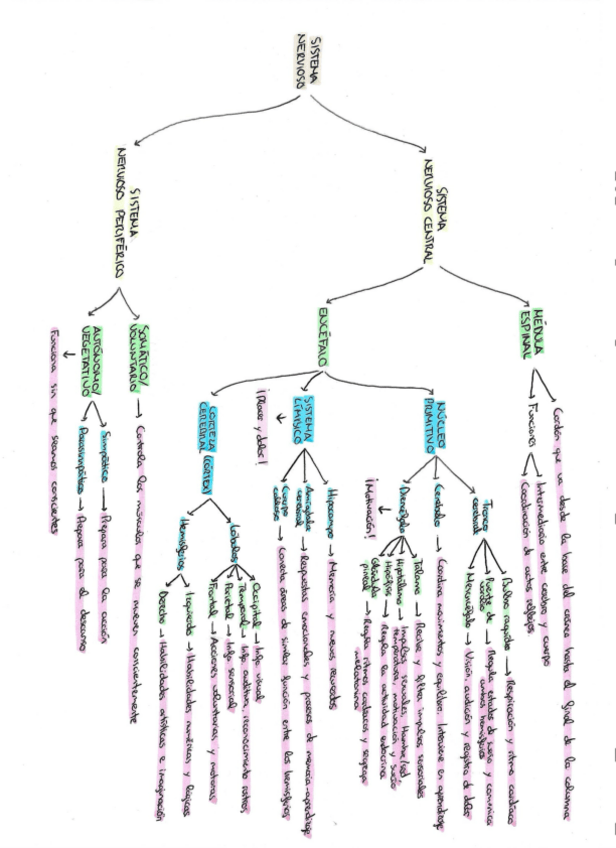 Miniatura del documento Esquema-sistema-nervioso.pdf