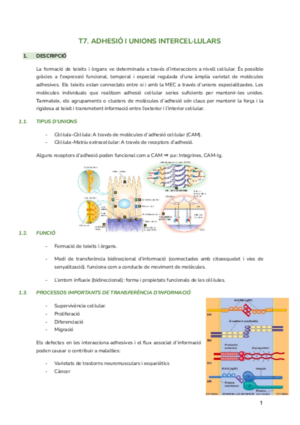 Miniatura del documento T7.-Adhesio-i-unions-intercellulars.pdf