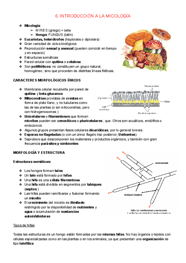 Miniatura del documento 6.-INTRODUCCION-A-LA-MICOLOGIA.pdf