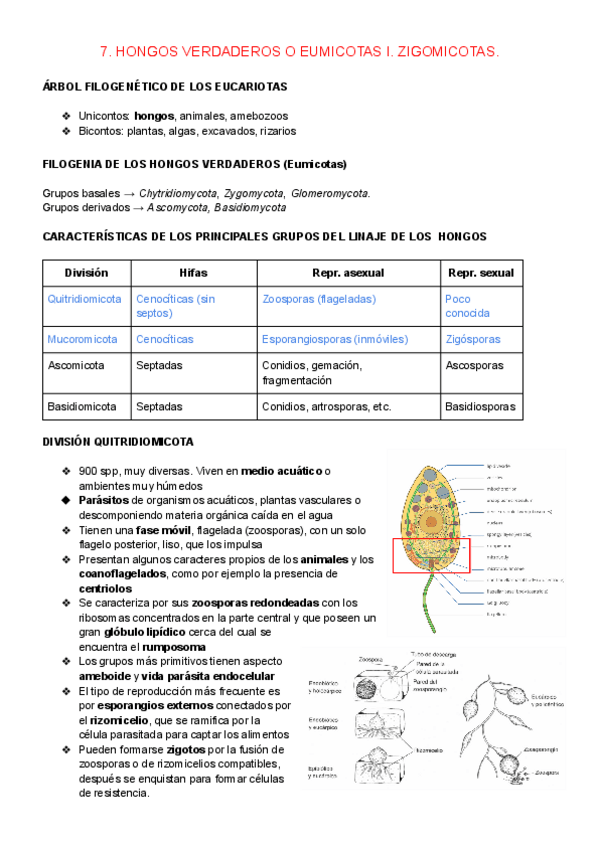 Miniatura del documento 7.-HONGOS-VERDADEROS-O-EUMICOTAS-I.-ZIGOMICOTAS.pdf
