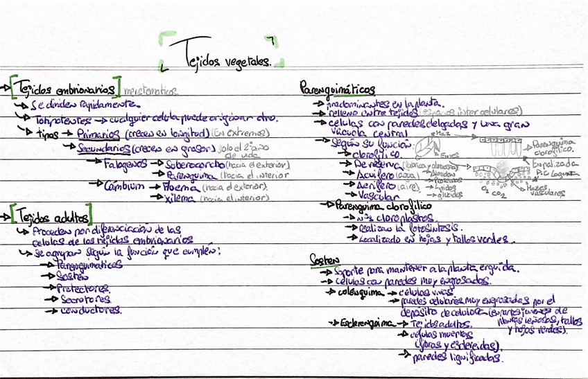 Miniatura del documento tejidos-vegetales.pdf
