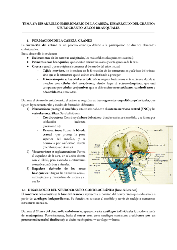 Miniatura del documento Anatomia-Humana-General-Tema-27.pdf