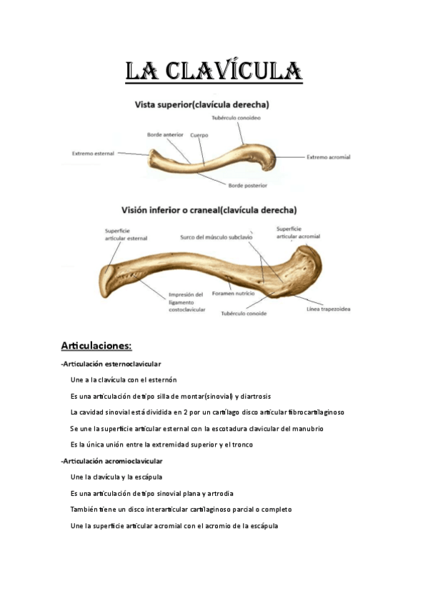 Miniatura del documento Extremidad-superior-clavicula.pdf