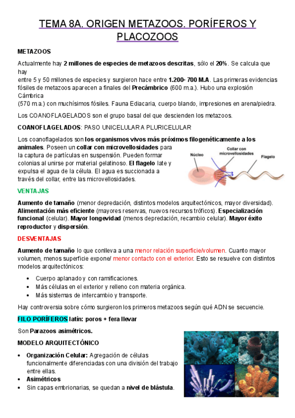 Miniatura del documento TEMA-8A.-ORIGEN-METAZOOS.-PORIFEROS-Y-PLACOZOOS.pdf