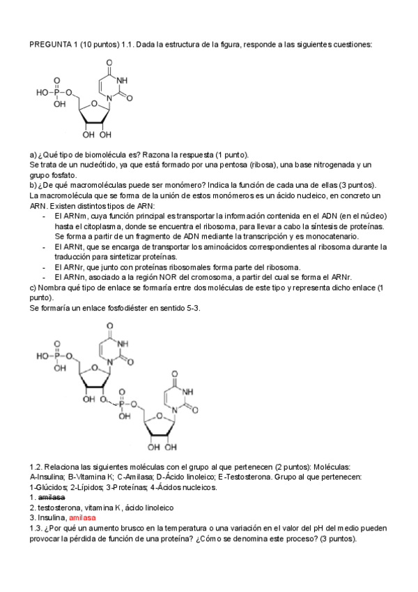 Miniatura del documento BIOLOGIA-PAU-JUNIO-2021-CORREGIDO.pdf
