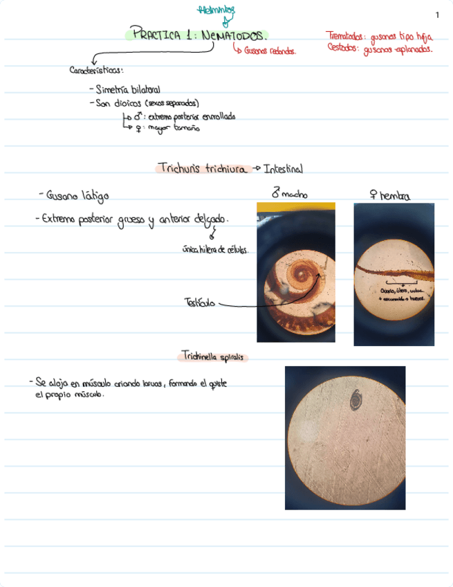 Miniatura del documento PRACTICAS-PARASITOLOGIA.pdf