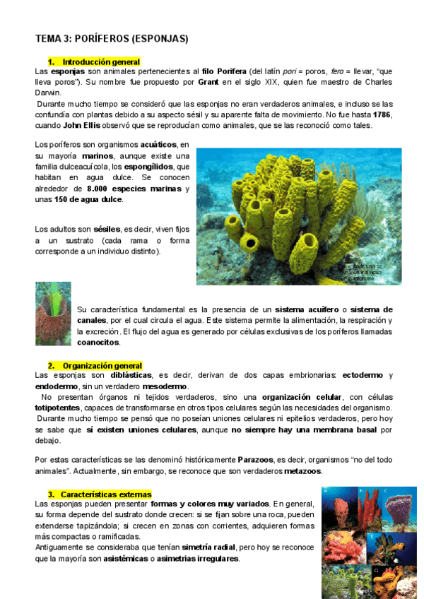 Miniatura del documento TEMA-3-ZOO-PORIFEROS-ESPONJAS.pdf