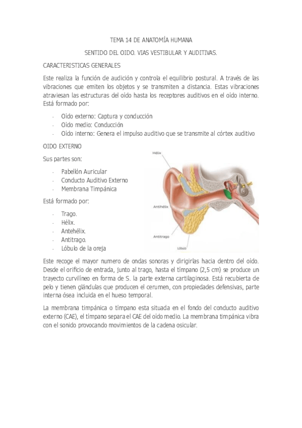 Miniatura del documento TEMA-14-DE-ANATOMIA-HUMANA.pdf