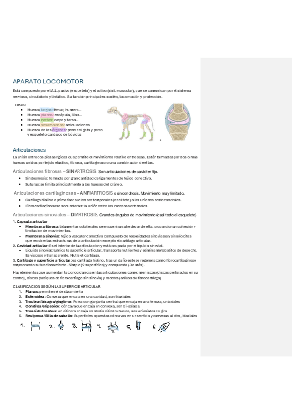 Miniatura del documento T1APARATO-LOCOMOTOR.pdf