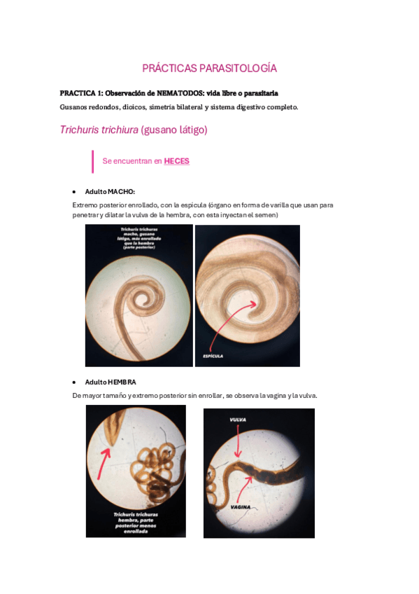 Miniatura del documento PRACTICAS-PARASITOLOGIA.pdf