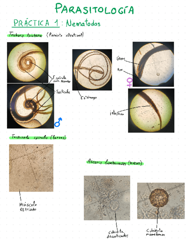 Miniatura del documento Practicas-Parasitologia.pdf