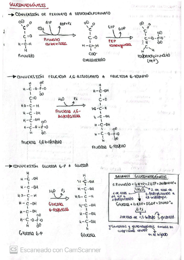 Miniatura del documento Moleculas-y-reacciones-bioq.pdf