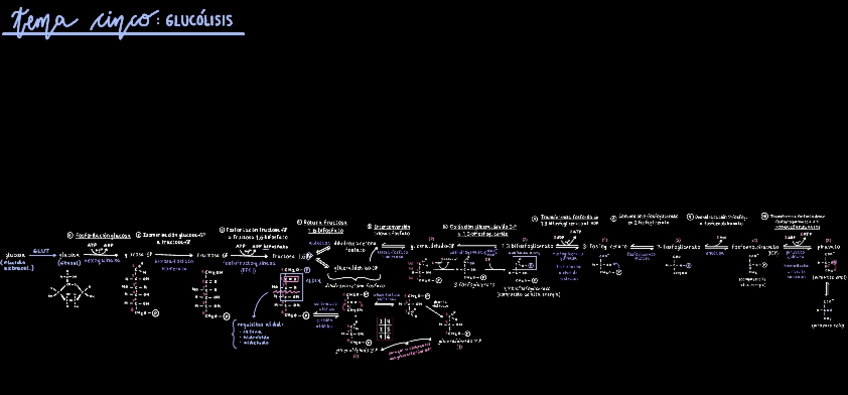 Miniatura del documento TEMA-5-glucolisis.pdf
