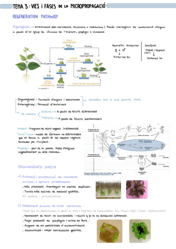Miniatura del documento T3.-Vies-I-Fases-De-La-Micropropagacio.pdf