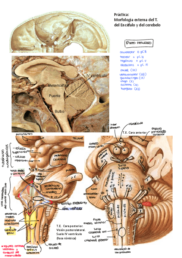 Miniatura del documento Practicas-sistema-nervioso-anatomia.pdf