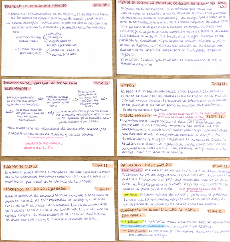 Miniatura del documento Tarjetas-segundo-parcial-fisio-I.pdf