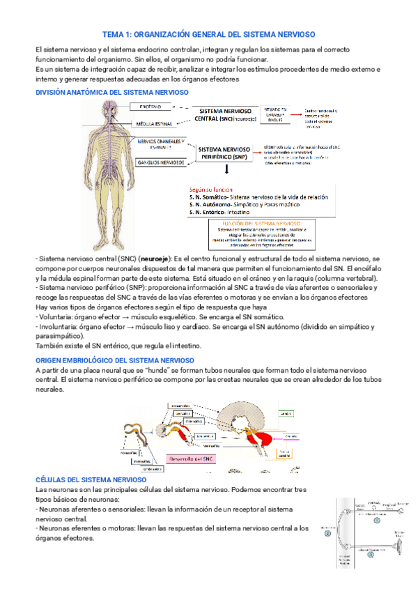 Miniatura del documento TEMA-1-ORGANIZACION-GENERAL-DEL-SISTEMA-NERVIOSO.pdf