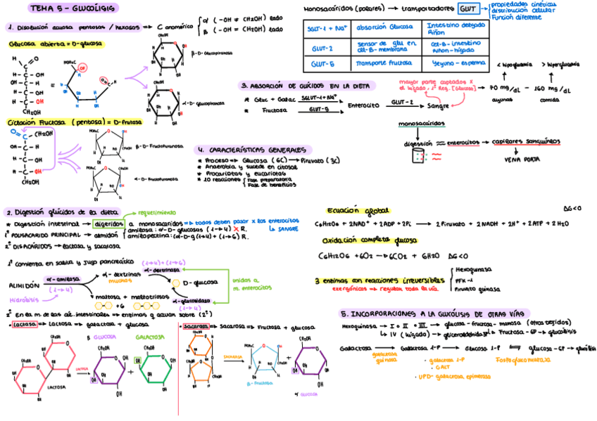 Miniatura del documento Esquemas-bioquimica-II-Parcial-I.pdf