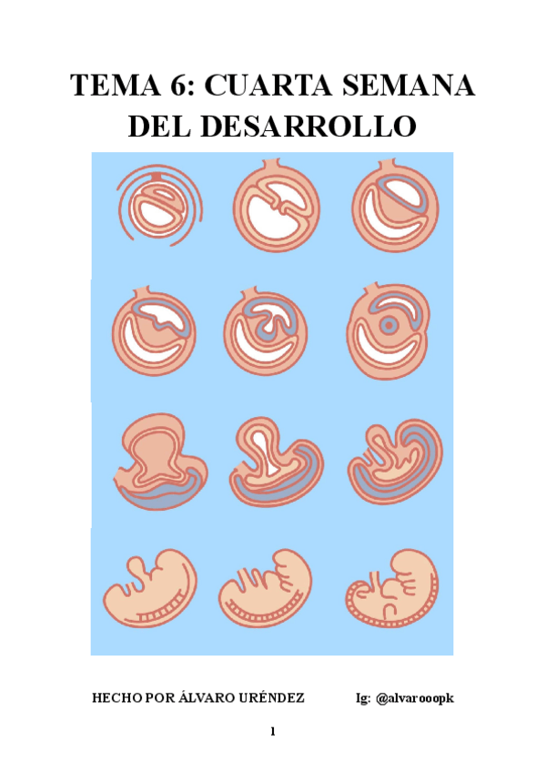 Miniatura del documento EMBRIOLOGIA-GENERAL-TEMA-6-CUARTA-SEMANA-DEL-DESARROLLO.pdf