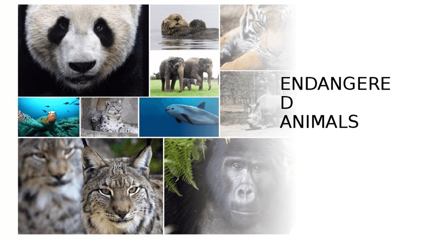 Miniatura del documento Presentacion8.pptx