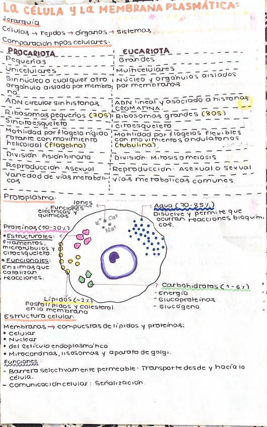 Miniatura del documento FisiologiaTEMA-1.pdf