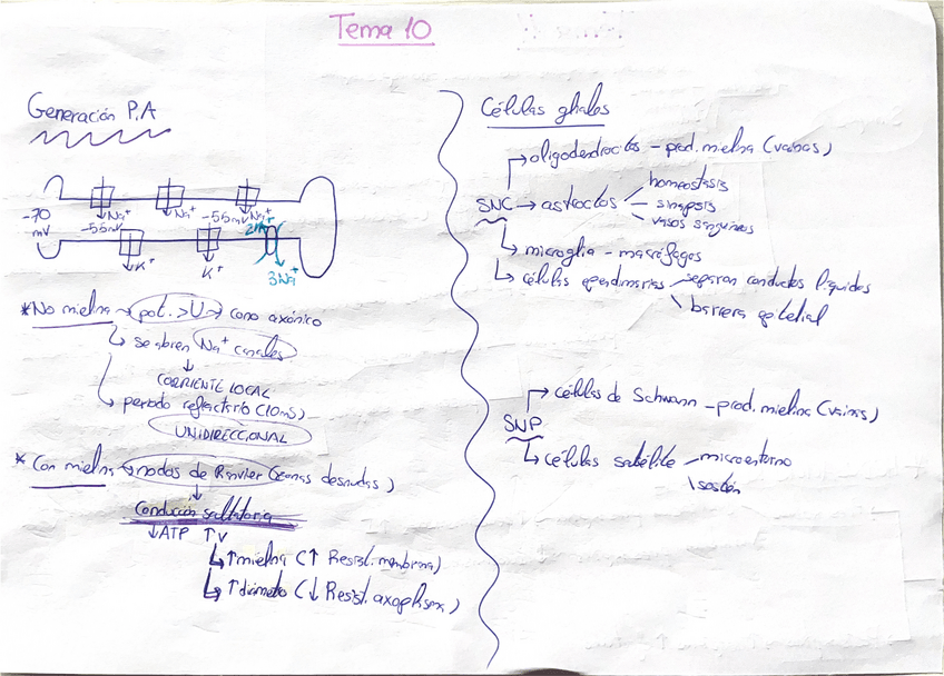 Miniatura del documento Esquemas-segundo-parcial-fisio-I.pdf