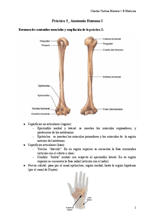 Miniatura del documento Practica-3-Anatomi-Humana-I-1.pdf