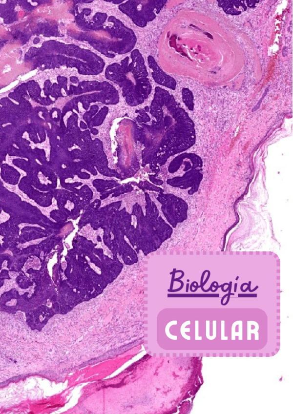 Miniatura del documento BIOCELULAR-TEMARIO-BIO1.pdf.pdf
