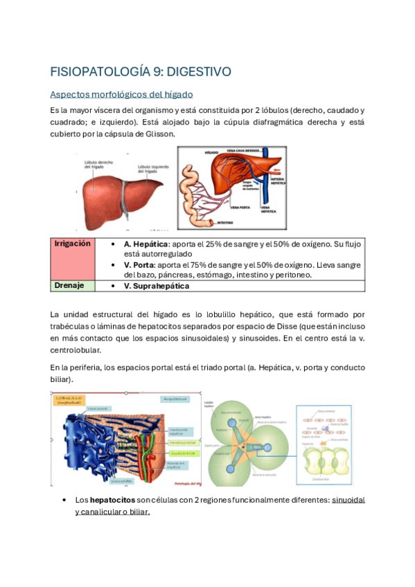 Miniatura del documento FISIOPATOLOGIA-TEMA-9-DIGESTIVO-1.pdf