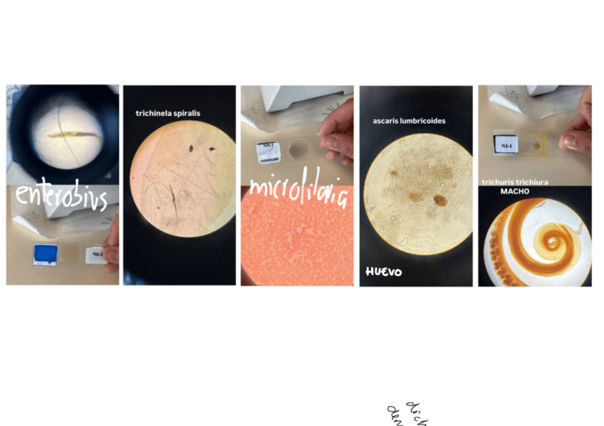 Miniatura del documento Practicas-PARA.pdf.pdf