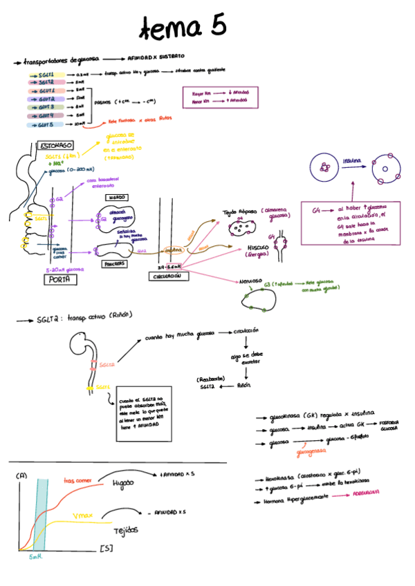 Miniatura del documento TEMA-5.pdf