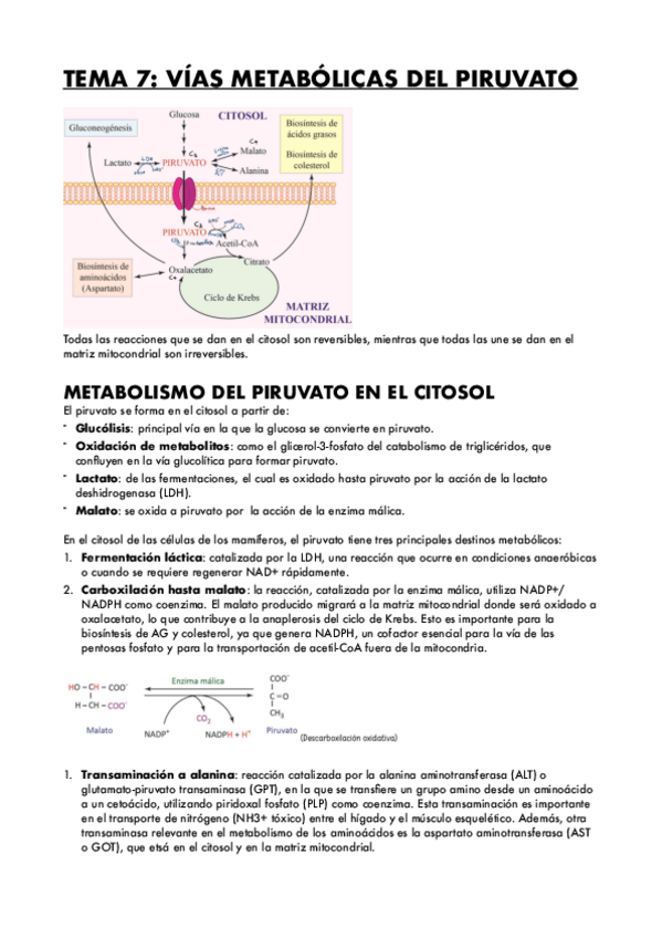 Miniatura del documento TEMA-7-VIAS-METABOLICAS-DEL-PIRUVATO.pdf