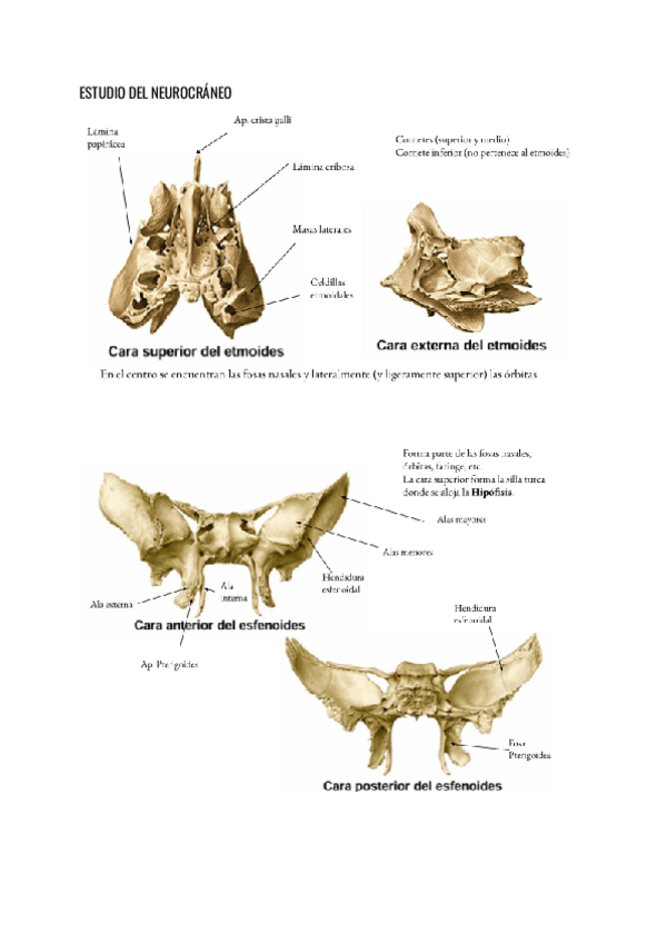 Miniatura del documento ESTUDIO-DEL-NEUROCRANEO.pdf