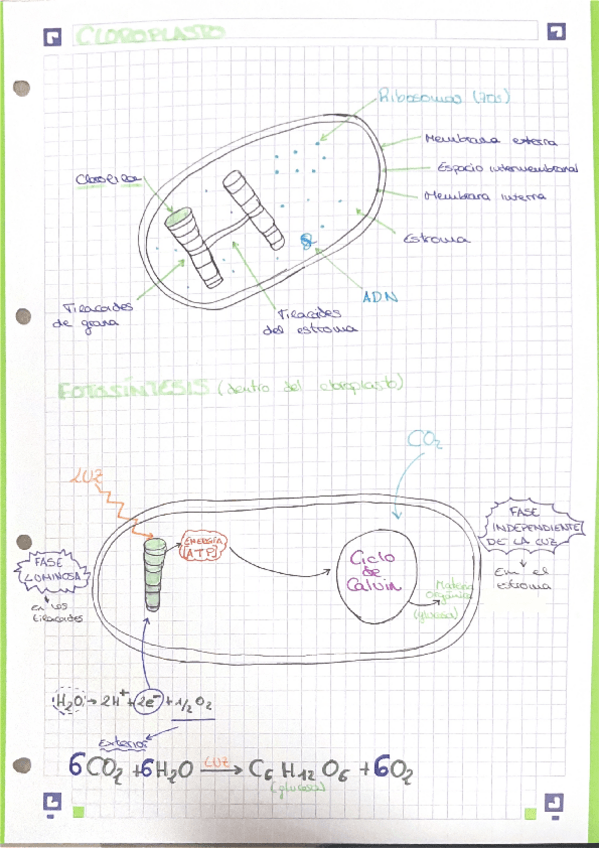 Miniatura del documento cloroplasto-y-fotosintesis.pdf