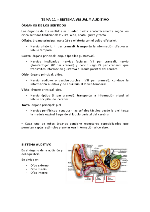 Miniatura del documento TEMA-11-Sistema-visual-y-auditivo.docx