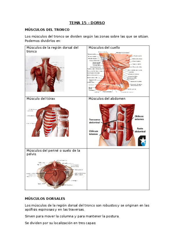 Miniatura del documento TEMA-15-El-Dorso.docx
