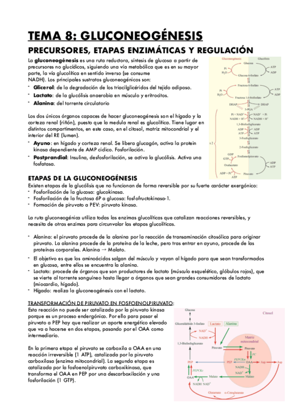Miniatura del documento TEMA-8-GLUCONEOGENESIS.pdf