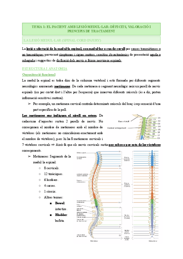 Miniatura del documento REHABILITACIO-NEUROCOGNITIVA-METODE-PERFETTI-FISIOTERAPIA-EN-NEUROLOGIA-II.pdf