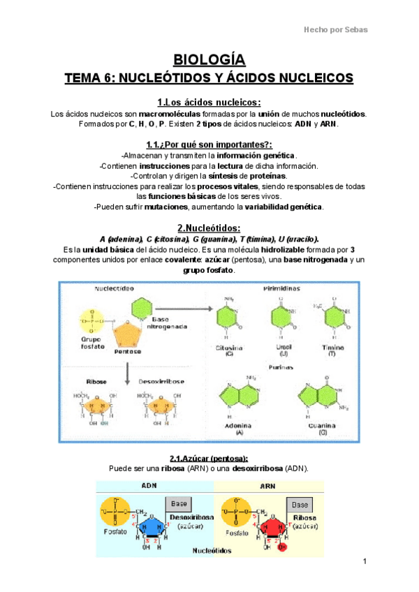 Miniatura del documento Biologia-Tema-6-Nucleotidos-y-Acidos-nucleicos.pdf