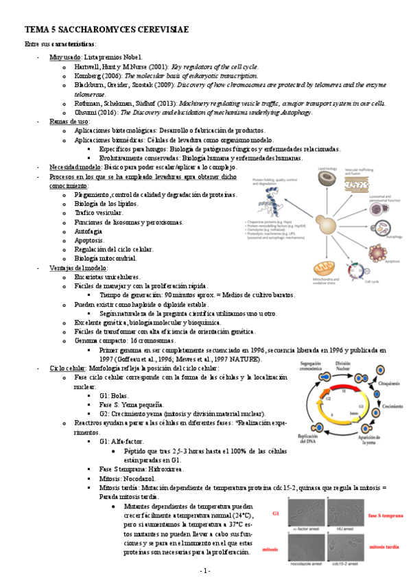 Miniatura del documento MODELOS-TEMA-5-SACCHAROMYCES-CEREVISIAE.pdf