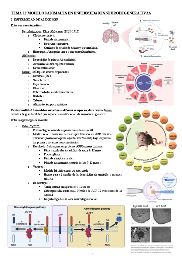 Miniatura del documento MODELOS-TEMA-12-MODELOS-ANIMALES-EN-ENFERMEDADES-NEURODEGENERATIVAS.pdf