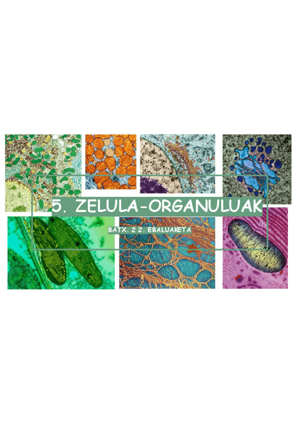 Miniatura del documento 5.GAIA-organuluak.pdf