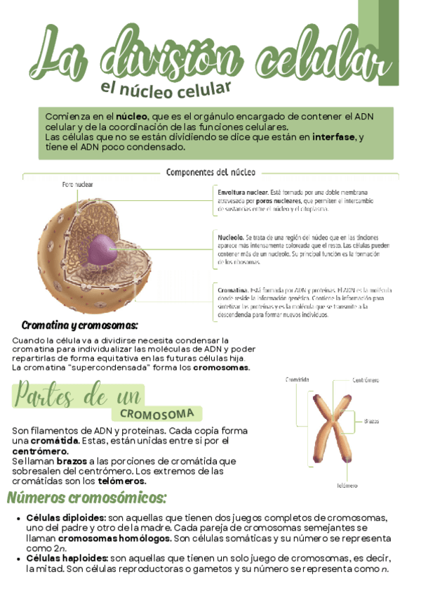 Miniatura del documento biologia-division-celular-1.pdf