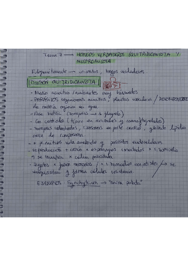 Miniatura del documento Tema-7.Quitridiomicota-y-Mucuromicota.pdf