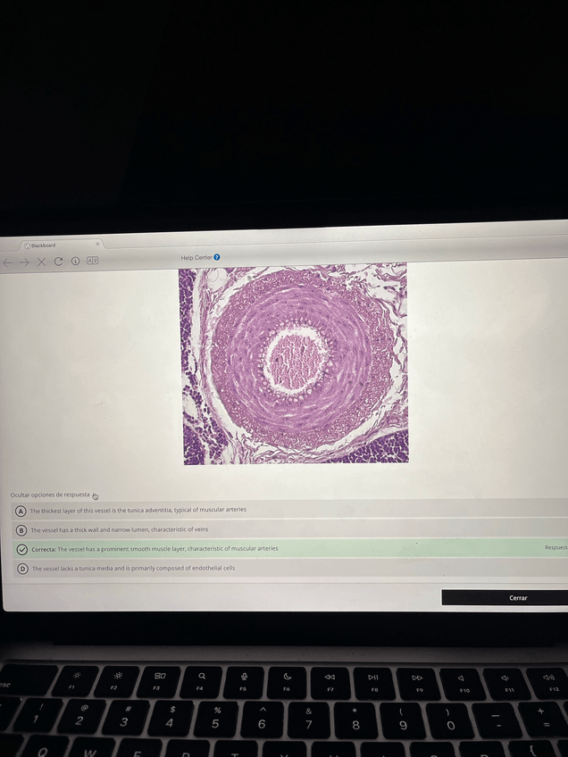 Miniatura del documento cardioresp--digestive-system.pdf