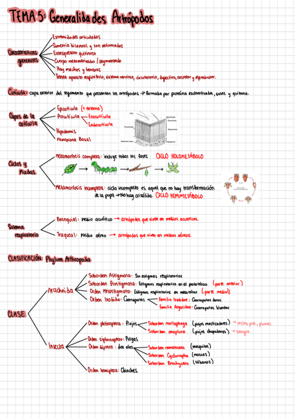 Miniatura del documento TEMA-5-y-6-Artropodos-Arachnida.pdf