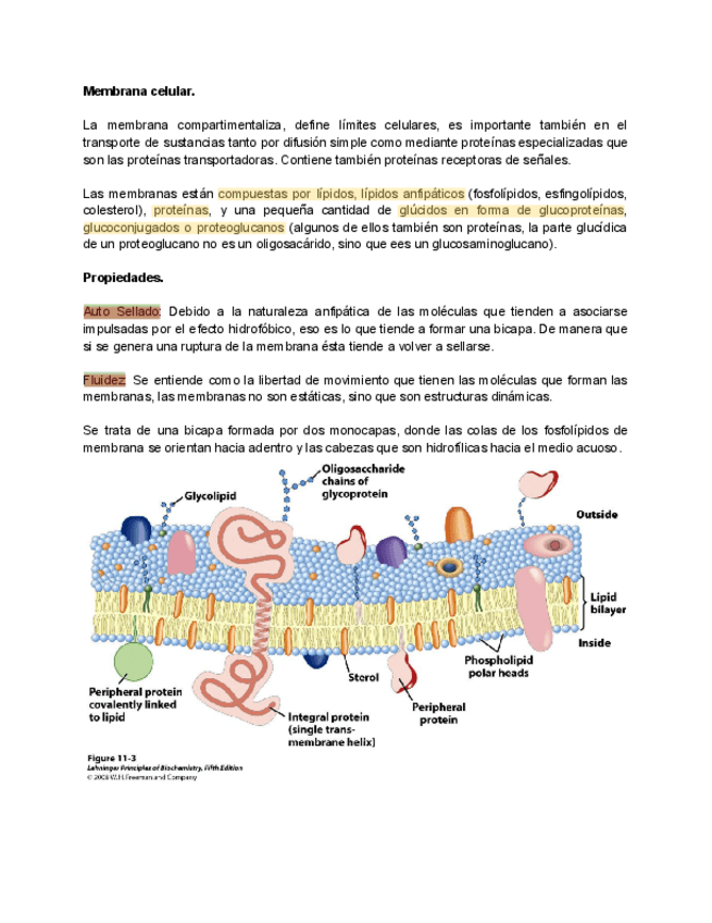 Miniatura del documento T8-Bioquimica-membranas.pdf