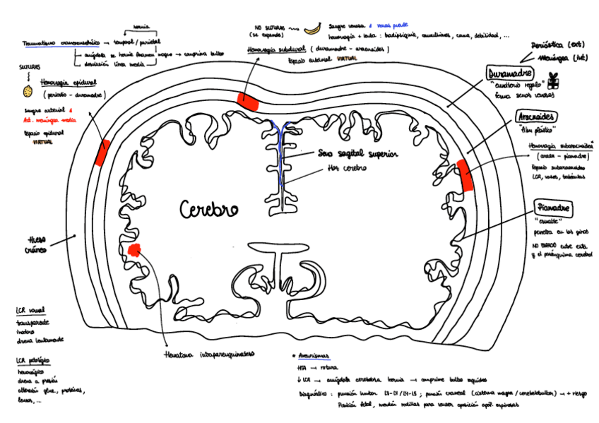Miniatura del documento Esquema-Meninges-Craneales.pdf